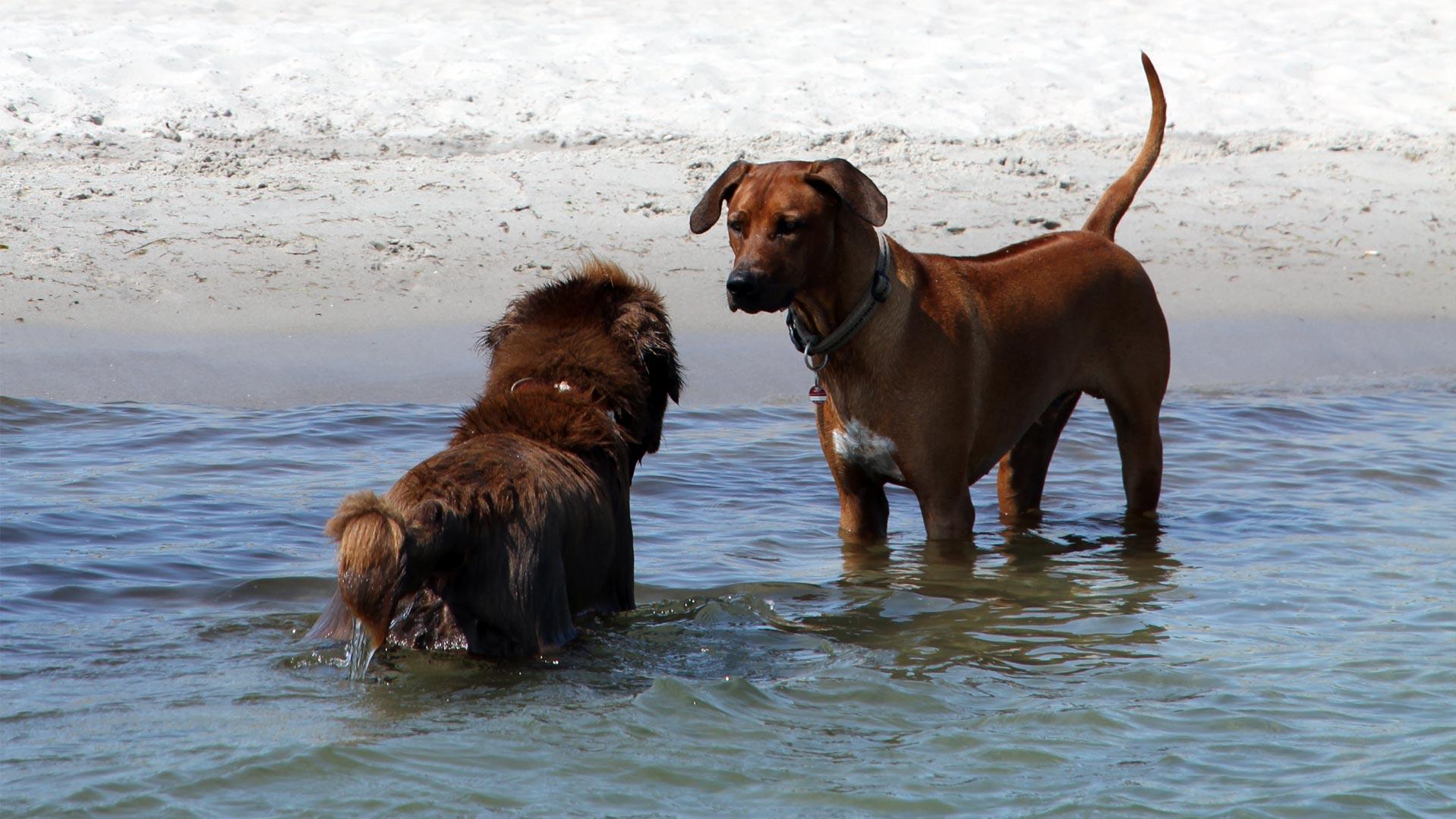 Urlaub mit Hund an der Schlei & Ostsee Touristikverein Kappeln/Schlei