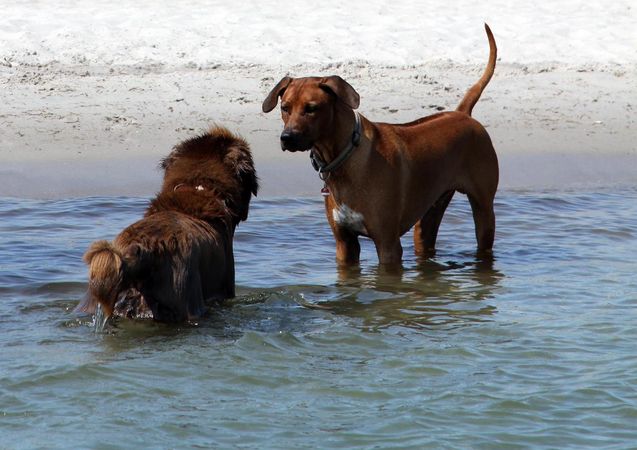 Urlaub mit Hund an der Schlei